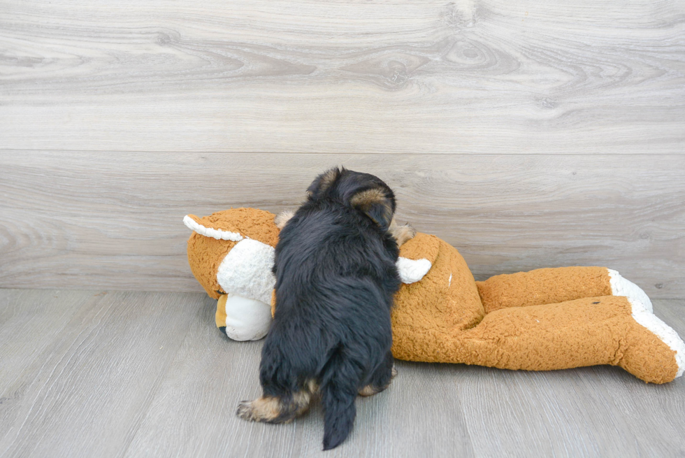 Morkie Pup Being Cute