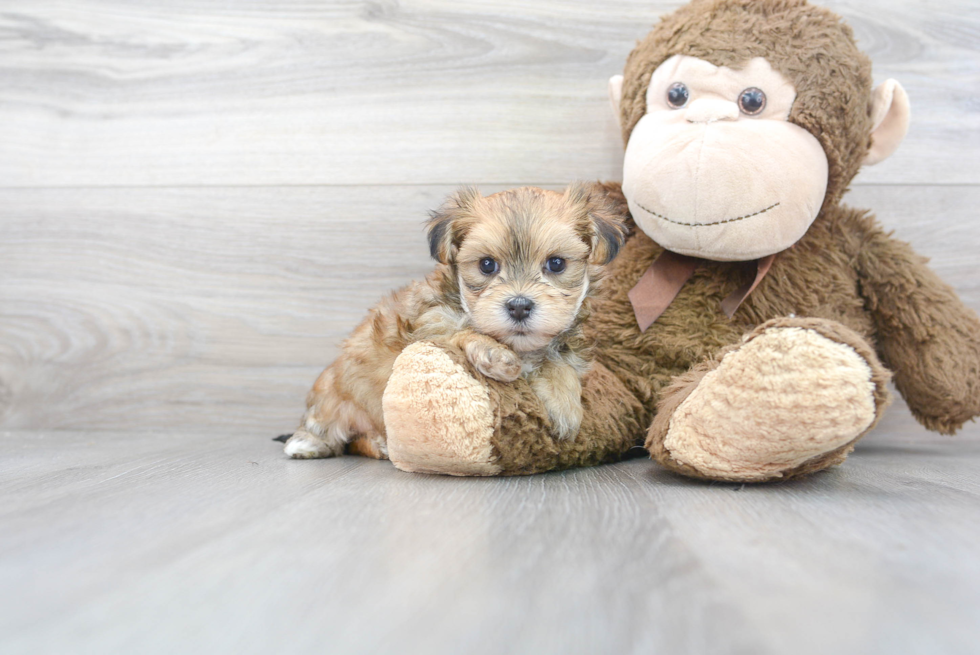 Cute Morkie Baby