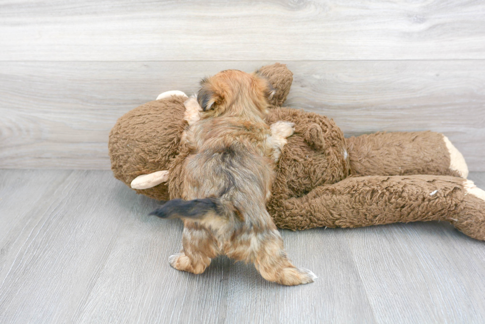 Hypoallergenic Yorkie Designer Puppy