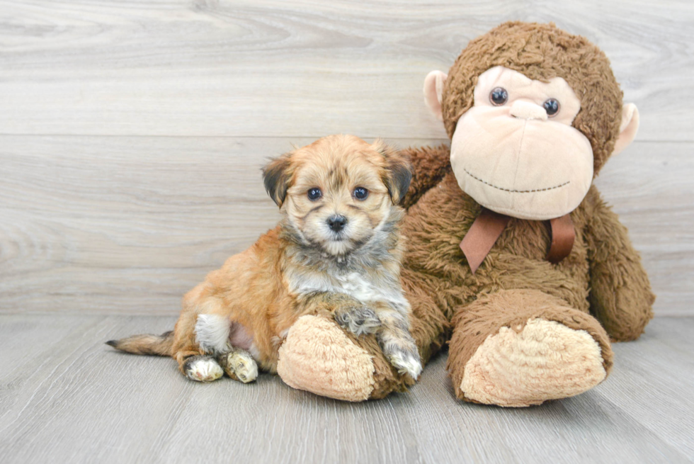 Morkie Pup Being Cute