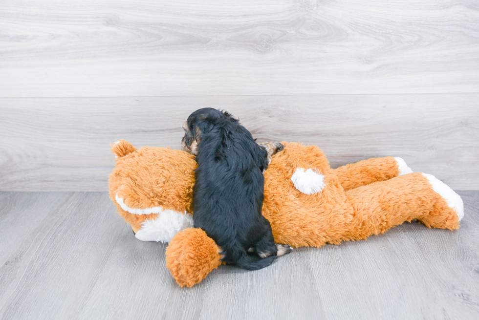 Fluffy Morkie Designer Pup