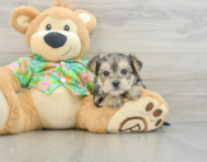 5 week old Morkie Puppy For Sale - Premier Pups
