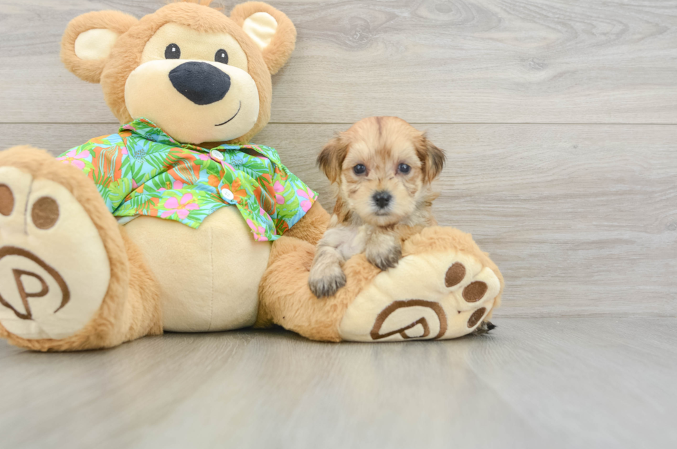 5 week old Morkie Puppy For Sale - Premier Pups