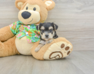 7 week old Morkie Puppy For Sale - Premier Pups