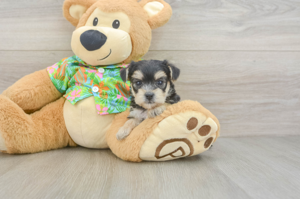 5 week old Morkie Puppy For Sale - Premier Pups