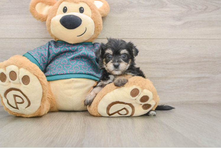 Best Morkie Baby