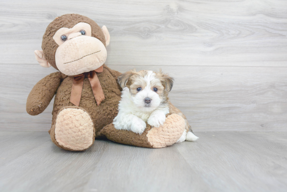 Morkie Pup Being Cute