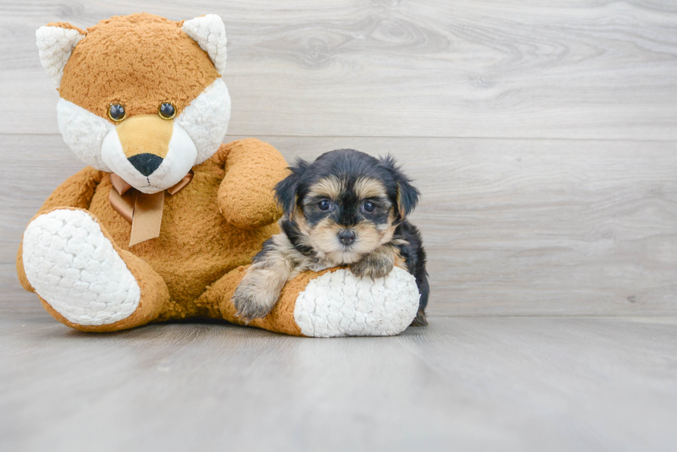 Cute Morkie Baby