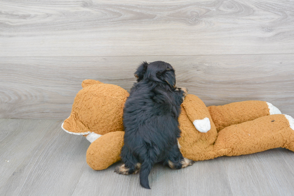 Hypoallergenic Yorkie Designer Puppy