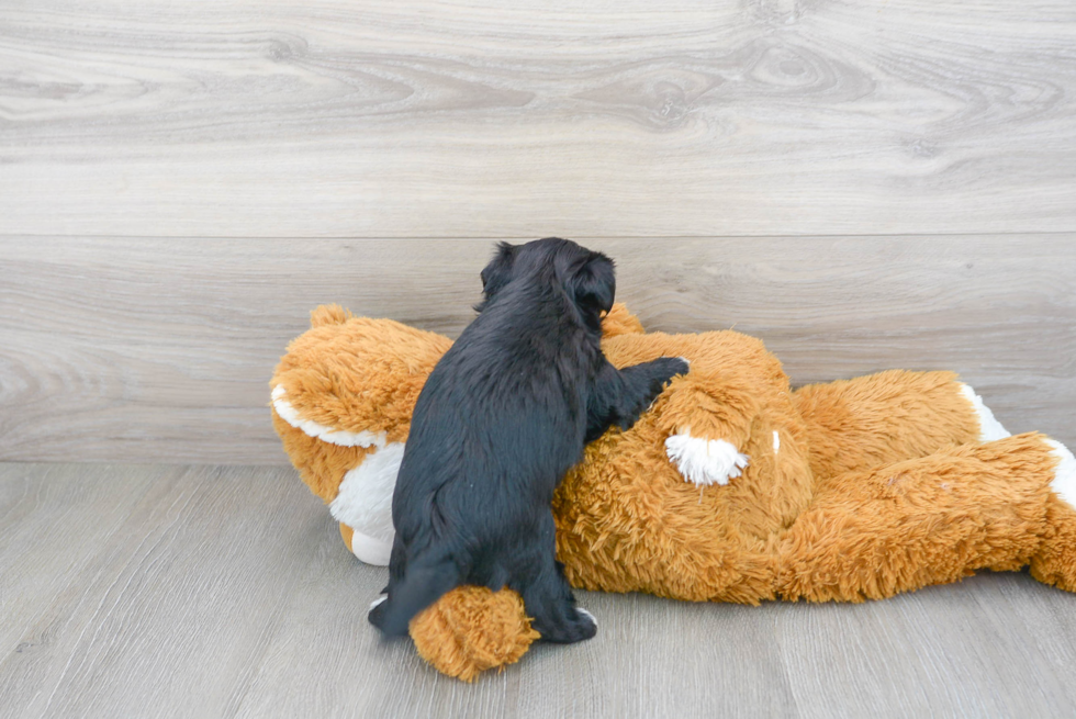 Morkie Pup Being Cute