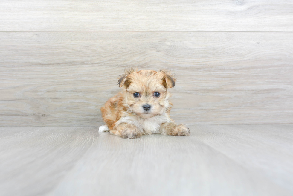 Morkie Pup Being Cute