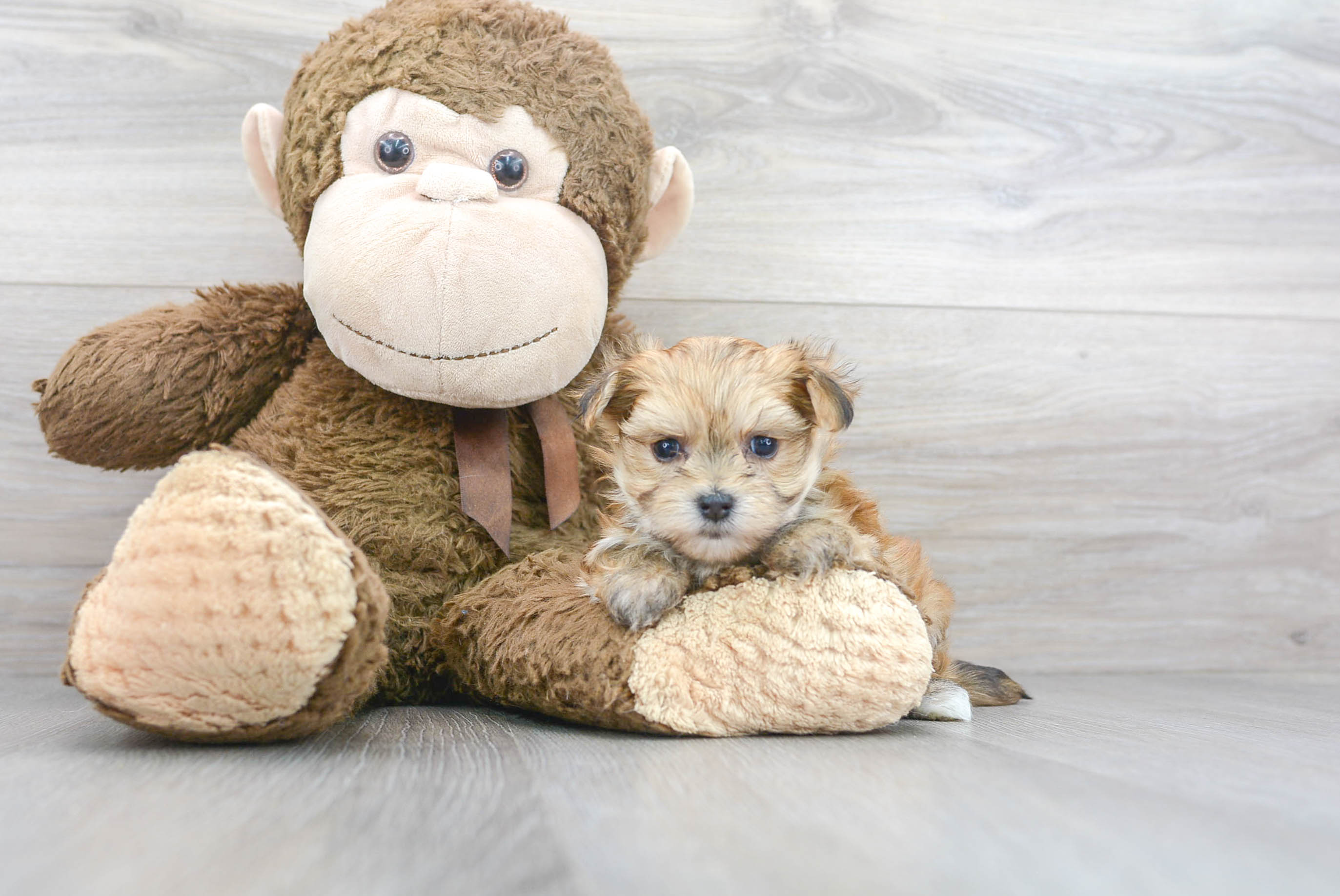Best Morkie Baby