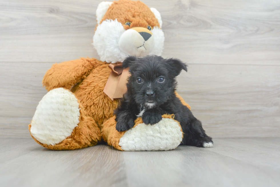 Morkie Pup Being Cute