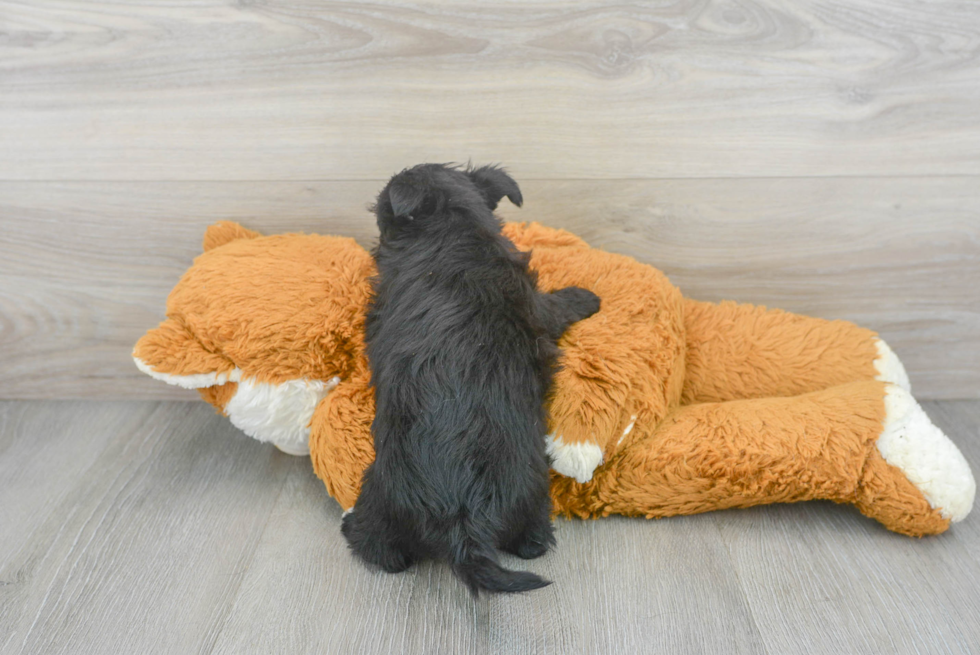 Morkie Pup Being Cute