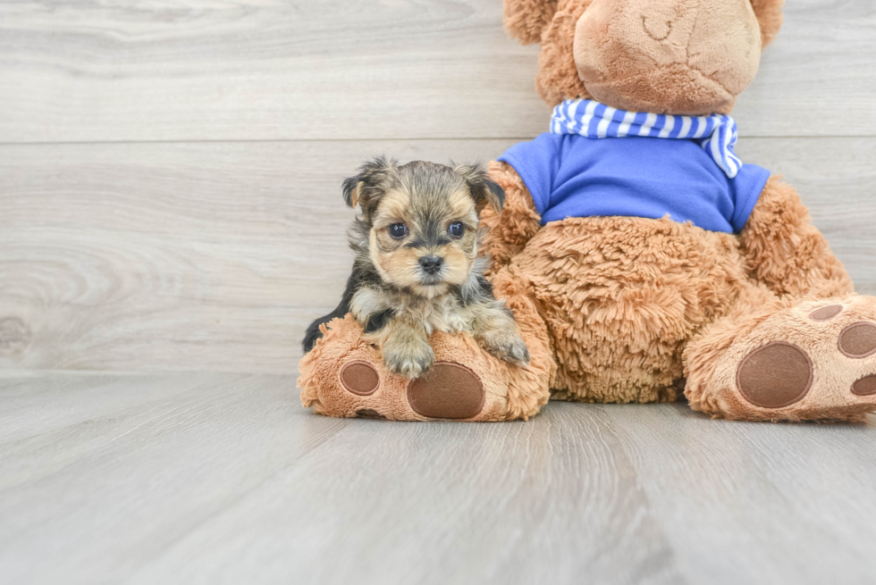 Morkie Puppy for Adoption