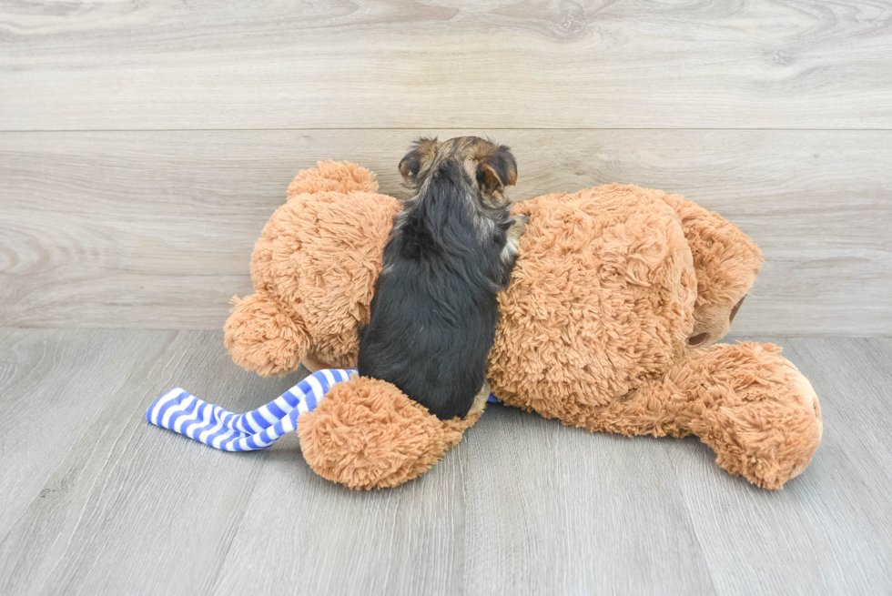 Popular Morkie Designer Pup
