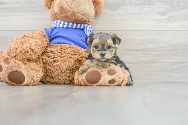 Petite Morkie Designer Pup