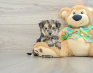 5 week old Morkie Puppy For Sale - Premier Pups