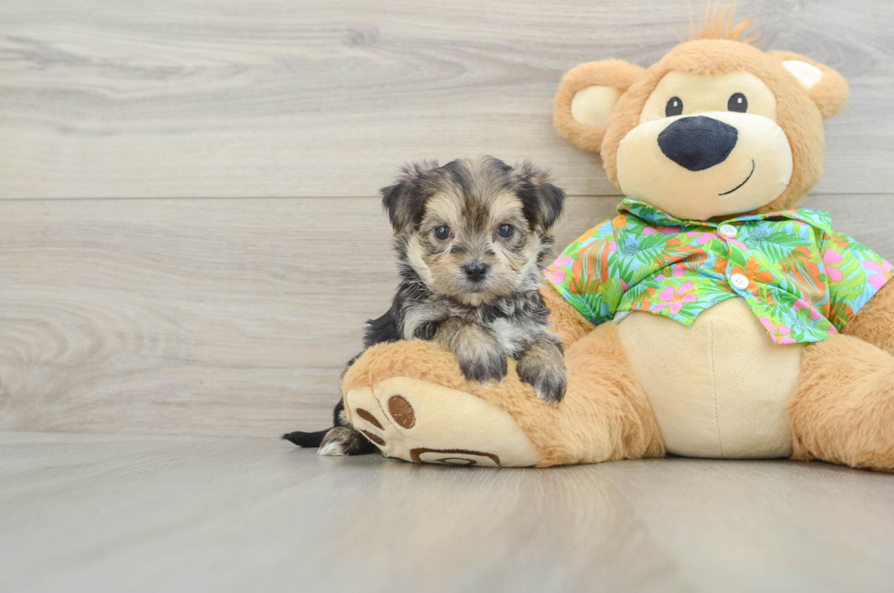 5 week old Morkie Puppy For Sale - Premier Pups