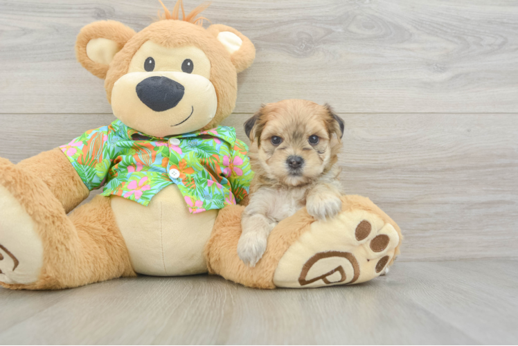 Morkie Pup Being Cute