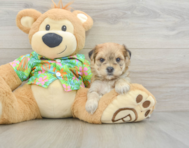 6 week old Morkie Puppy For Sale - Premier Pups