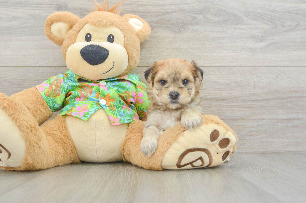 5 week old Morkie Puppy For Sale - Premier Pups