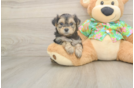 Sweet Morkie Baby