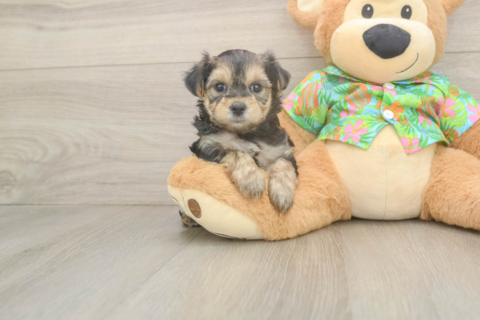 Sweet Morkie Baby