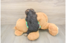 Fluffy Morkie Designer Pup