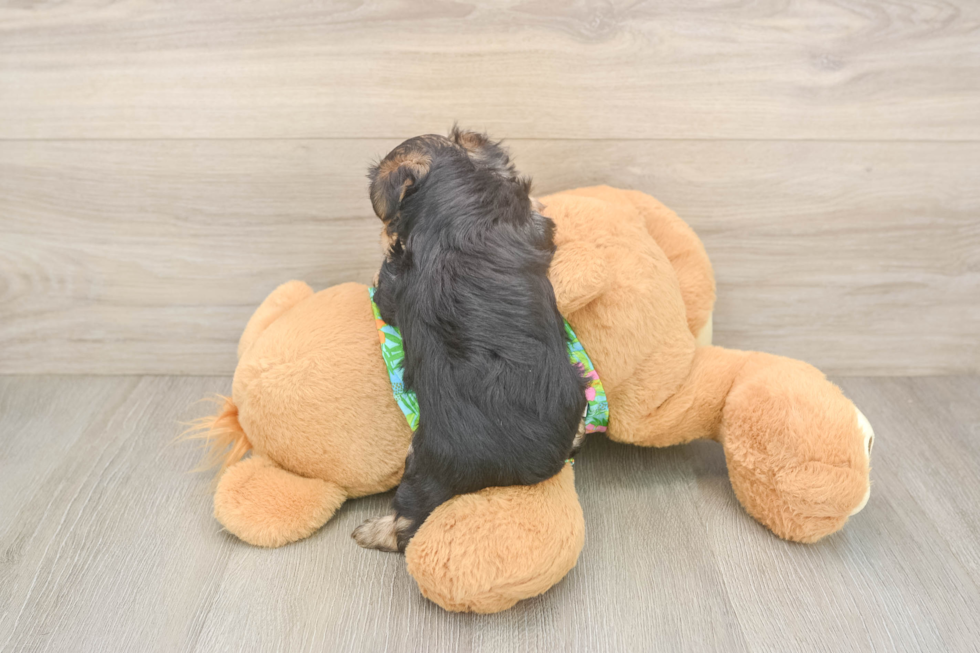 Fluffy Morkie Designer Pup