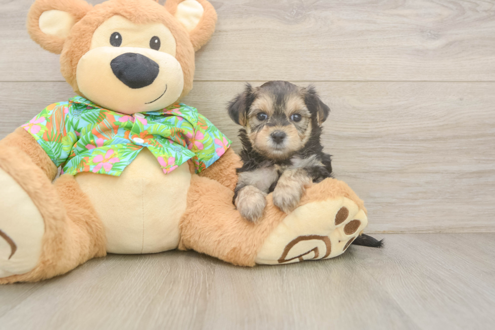 Best Morkie Baby