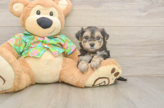 Best Morkie Baby