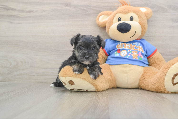 Morkie Puppy for Adoption