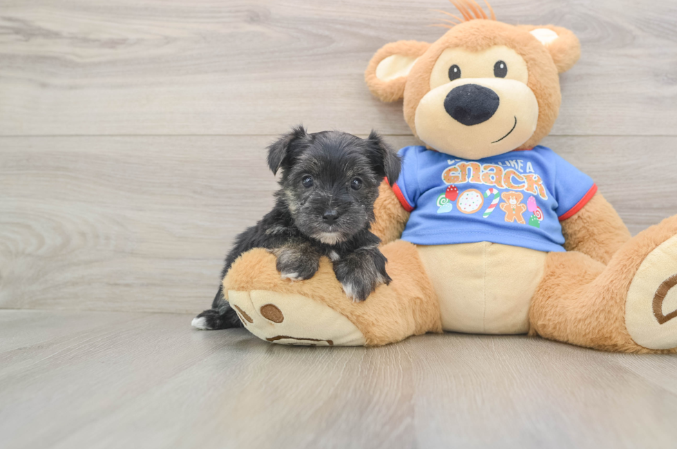 5 week old Morkie Puppy For Sale - Premier Pups