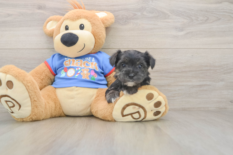Morkie Pup Being Cute