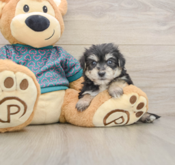 7 week old Morkie Puppy For Sale - Premier Pups