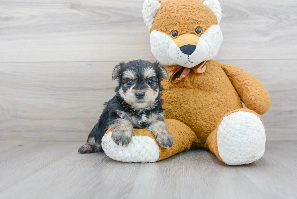 Little Yorkie Designer Puppy