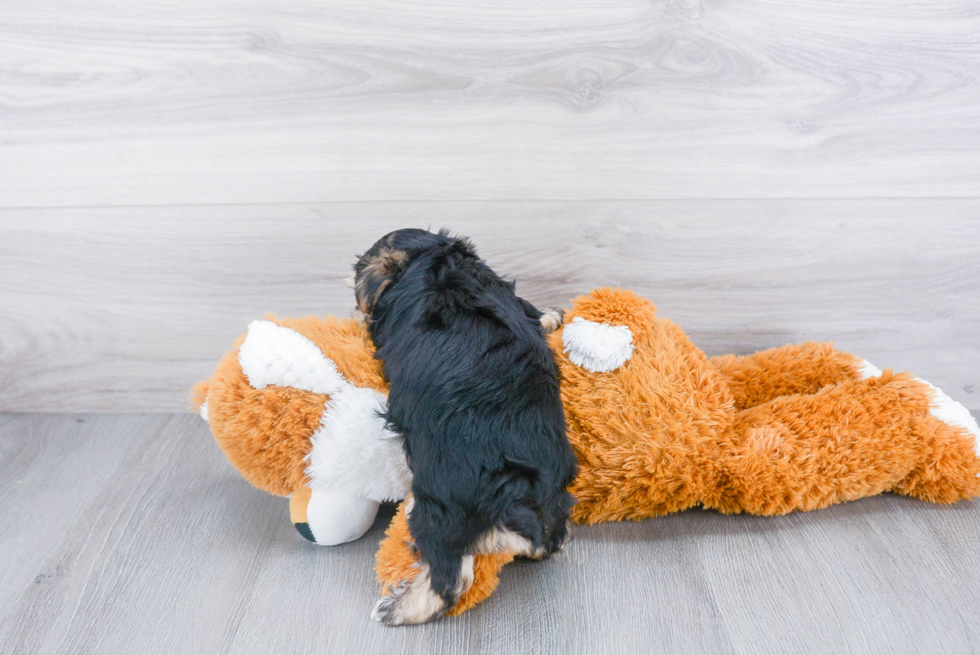 Morkie Pup Being Cute