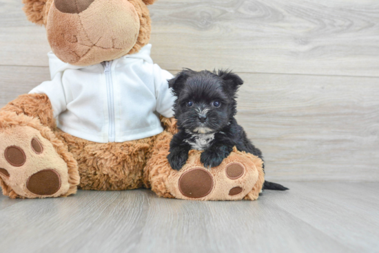 Morkie Pup Being Cute