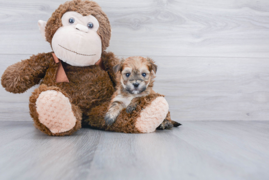 Morkie Pup Being Cute