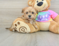 6 week old Morkie Puppy For Sale - Premier Pups