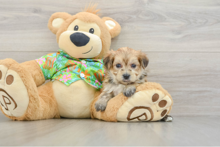 Best Morkie Baby