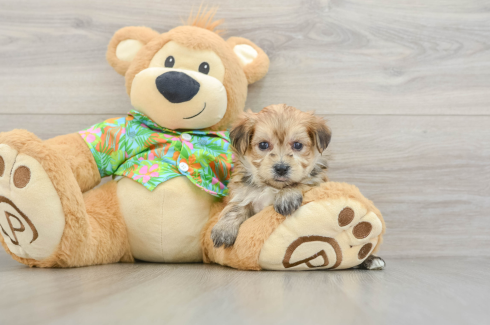 5 week old Morkie Puppy For Sale - Premier Pups