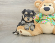 6 week old Morkie Puppy For Sale - Premier Pups