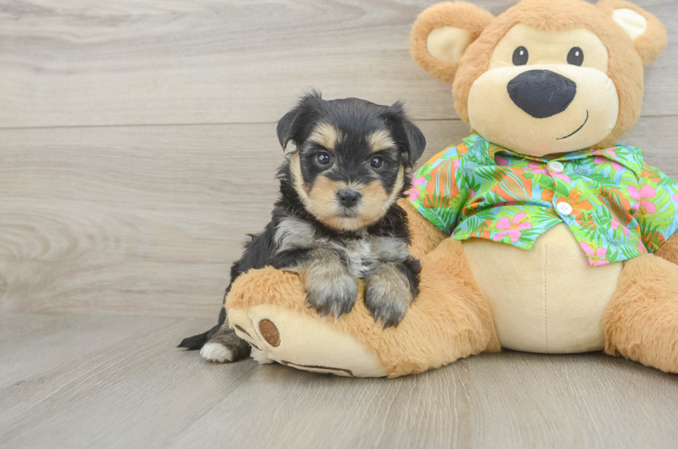 5 week old Morkie Puppy For Sale - Premier Pups
