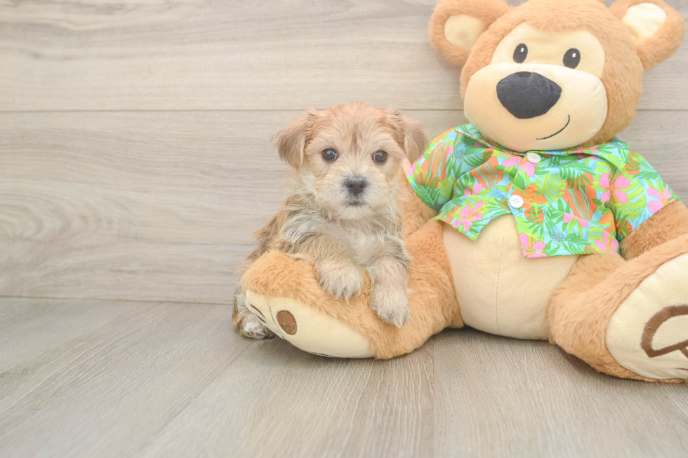 Happy Morkie Baby