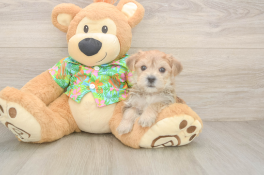 Best Morkie Baby