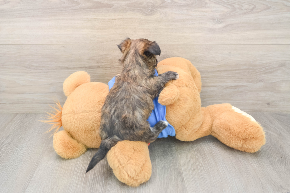 Funny Morkie Designer Pup