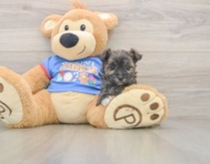 6 week old Morkie Puppy For Sale - Premier Pups