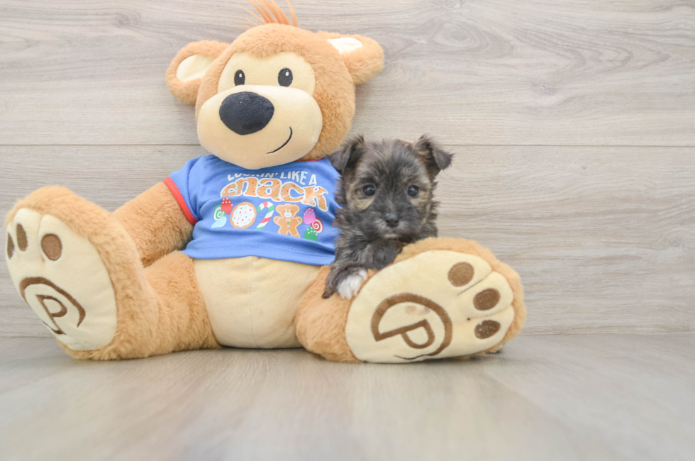 5 week old Morkie Puppy For Sale - Premier Pups